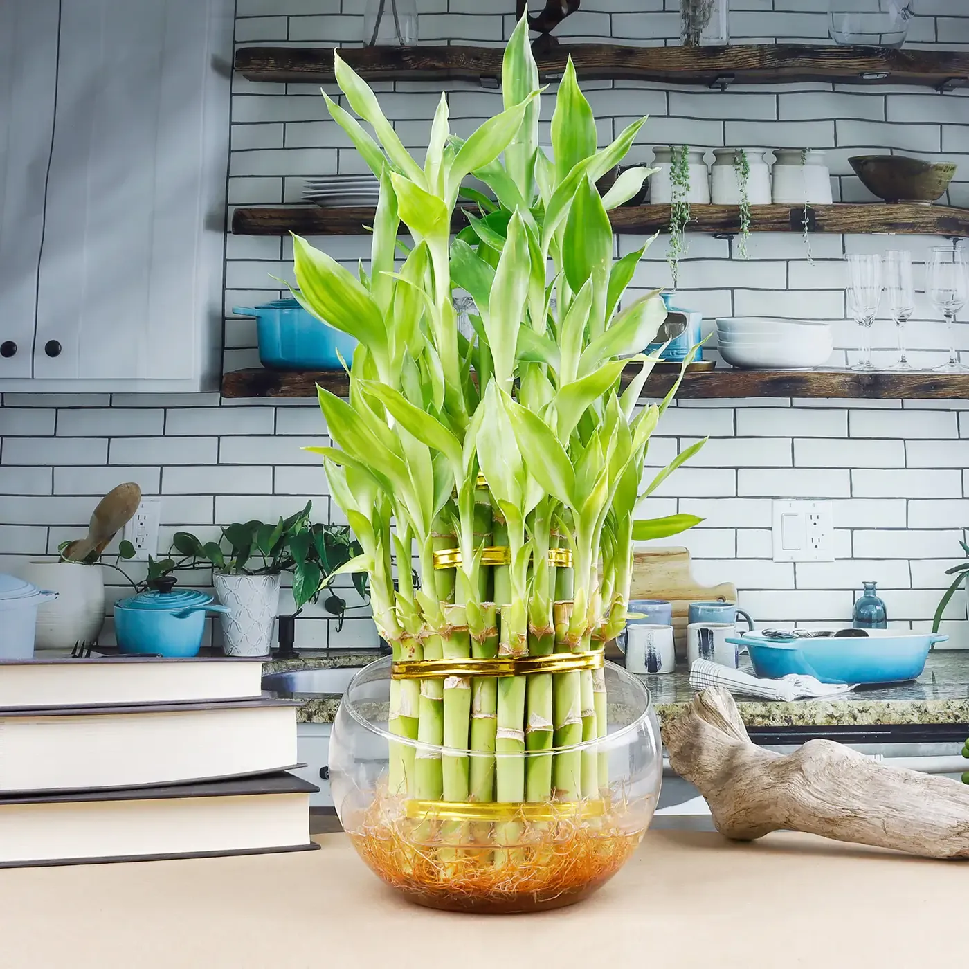 Bố cục chậu trúc phát tài đặt trên bàn làm việc trong không gian văn phòng