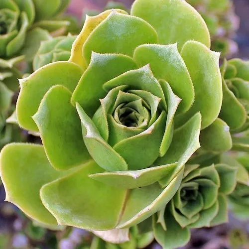 Bộ lá cây bỏng mọng nước xếp thành hình bông hoa hồng hoàn hảo