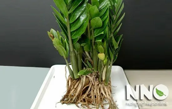 Bộ rễ cây kim tiền đã được làm sạch và chuẩn bị cho việc trồng thủy sinh