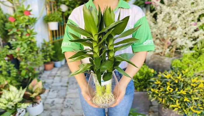 Bộ rễ chùm khỏe mạnh của cây phát tài búp sen cho thấy sức sinh trưởng mạnh mẽ