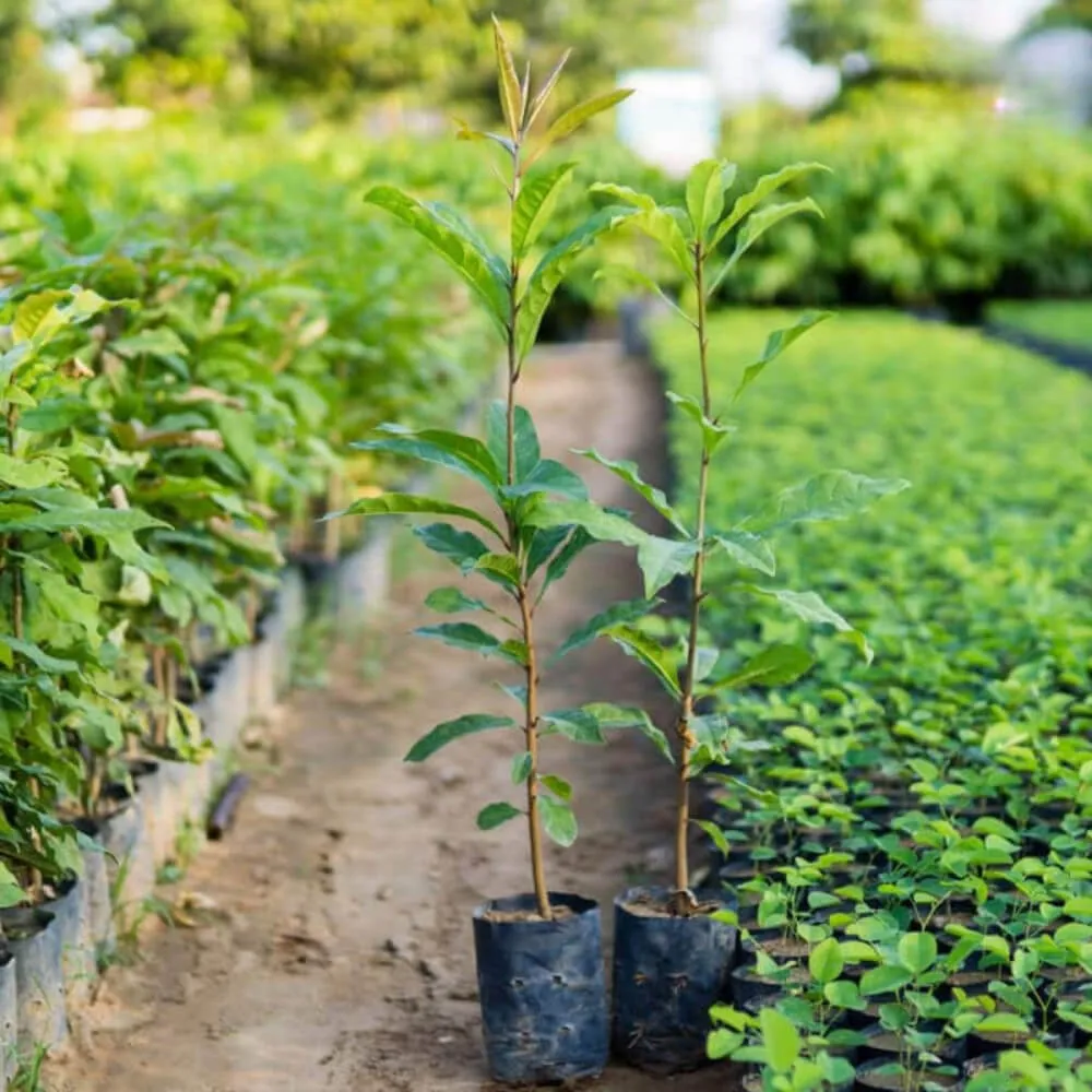 Bộ rễ Lộc Vừng lớn, chắc chắn thể hiện sức sống bền bỉ