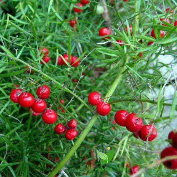 Bộ rễ và củ mẫm của cây Thiên Môn Đông được phơi bày, minh họa cho việc cần đất tơi xốp và thoát nước tốt