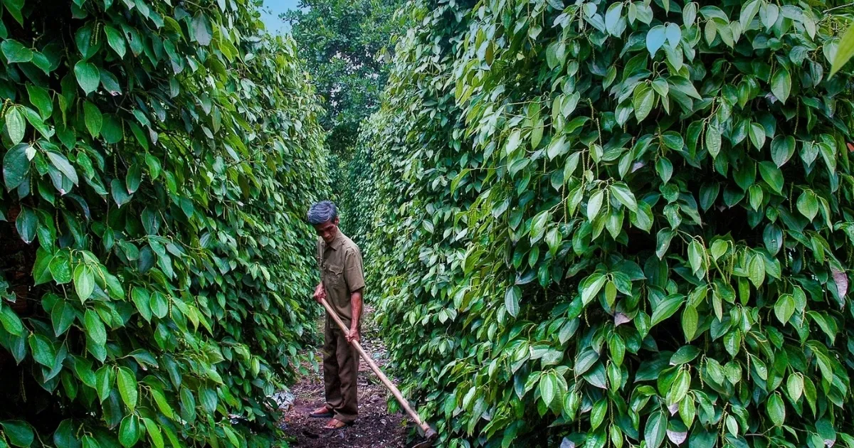 Bổ sung dinh dưỡng cho cây hồ tiêu sau thu hoạch