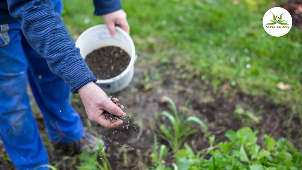 Bổ sung dinh dưỡng cho cây ớt bằng phân hữu cơ và phân NPK theo từng giai đoạn phát triển