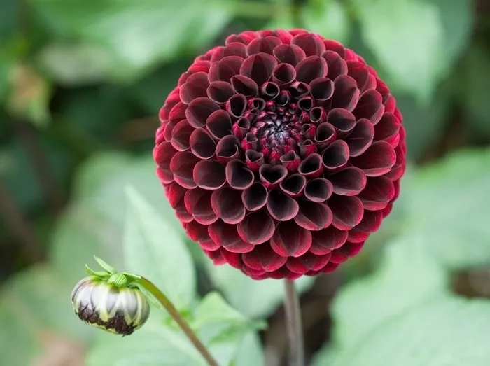 Bổ sung dinh dưỡng cho cây thược dược giúp kéo dài thời gian ra hoa