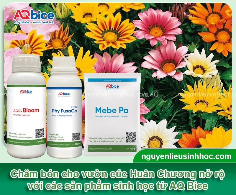 Bổ sung dinh dưỡng cho vườn hoa cúc Huân Chương nở rộ với sản phẩm sinh học từ AQ