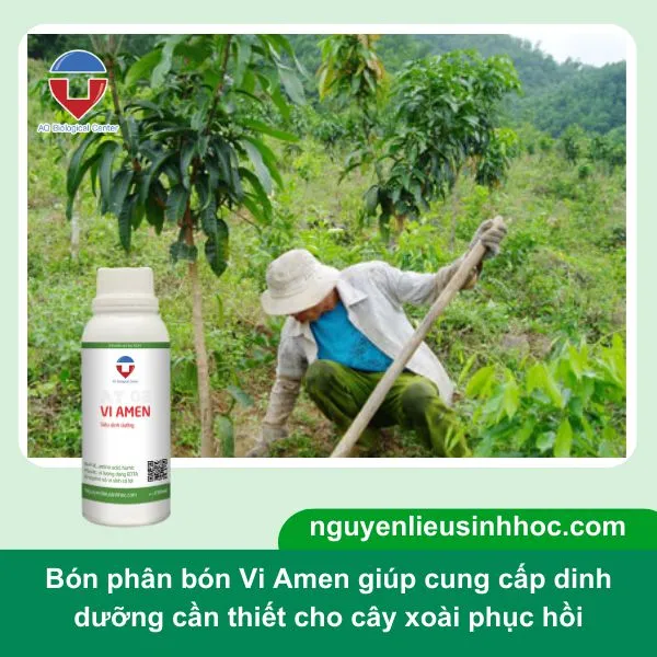 Bổ sung dinh dưỡng, giúp cây xoài xanh lá, đứng cây sau thu hoạch