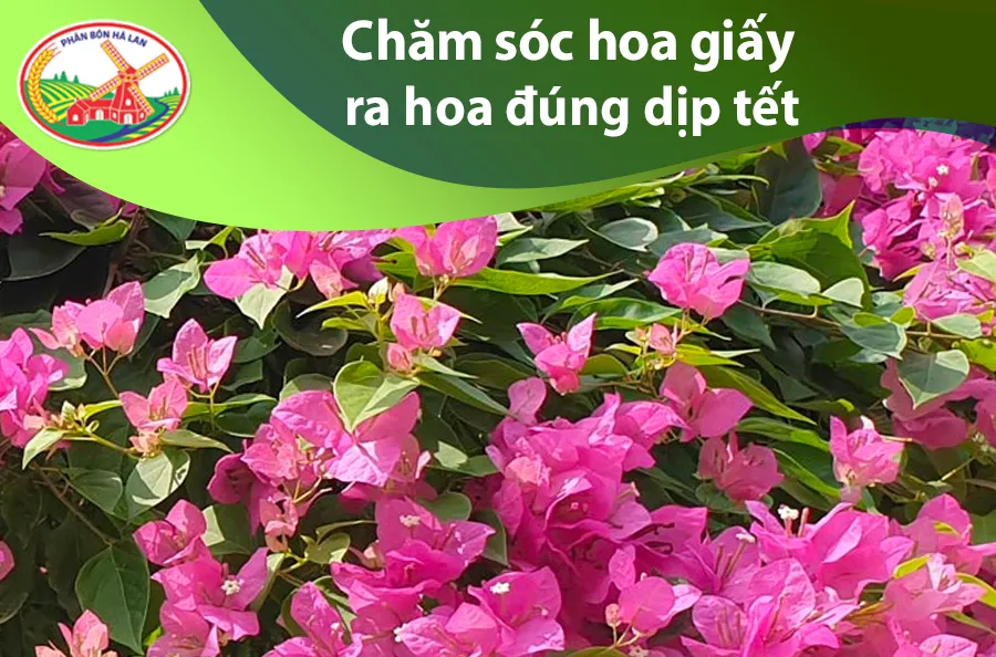 Bổ sung dinh dưỡng tập trung là bước đầu tiên trong quy trình chăm sóc hoa giấy ra hoa đúng dịp tết