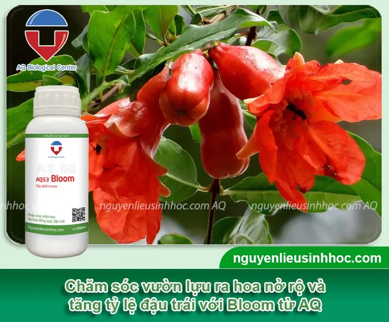 Bổ sung phân bón cho cây lựu nở hoa với sản phẩm sinh học Bloom cung cấp dinh dưỡng hiệu quả