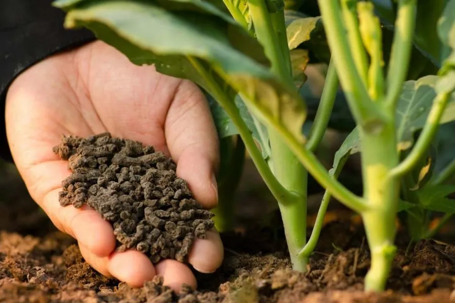 Bổ sung phân bón định kỳ trong quá trình chăm sóc cây trên sân thượng