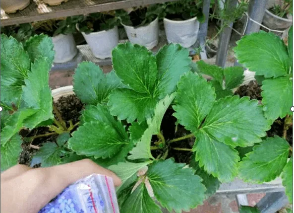 Bổ sung phân bón hữu cơ định kỳ là một phần quan trọng của cách trồng cây dâu tây để đạt năng suất và chất lượng quả tốt