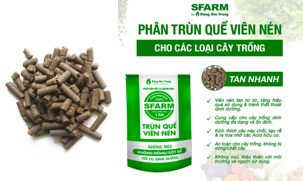 Bổ sung phân trùn quế cao cấp cho mai sau Tết giúp cây phục hồi nhanh, tăng cường sức khỏe bộ rễ