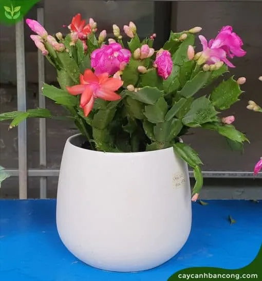 Bộ sưu tập các loại hoa lan càng cua với màu sắc đa dạng