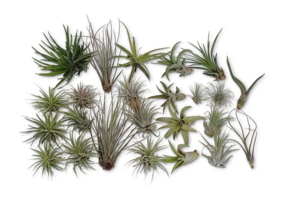 Bộ sưu tập cây không khí (Tillandsia) được trưng bày trong lồng kính, cần kỹ thuật tưới nước và phơi khô cẩn thận