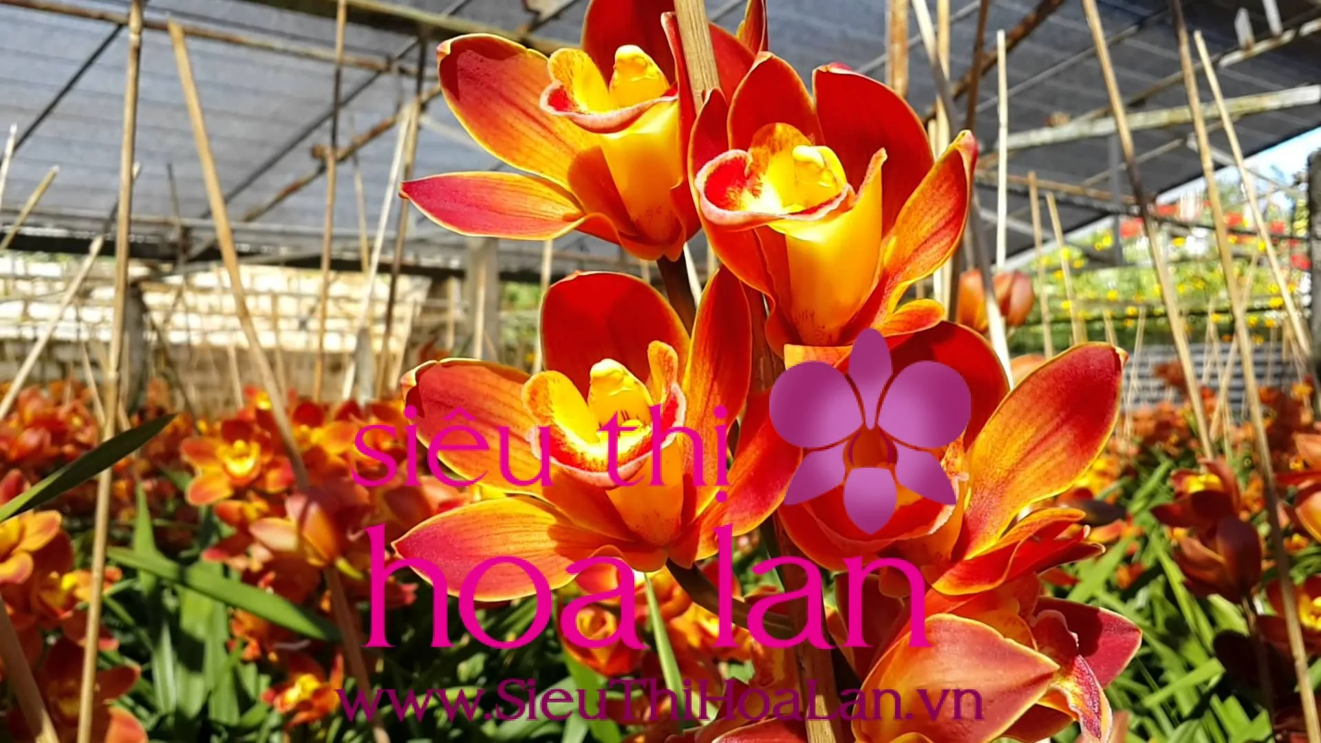 Bộ sưu tập nhiều giống địa lan khác nhau với nhiều màu sắc rực rỡ