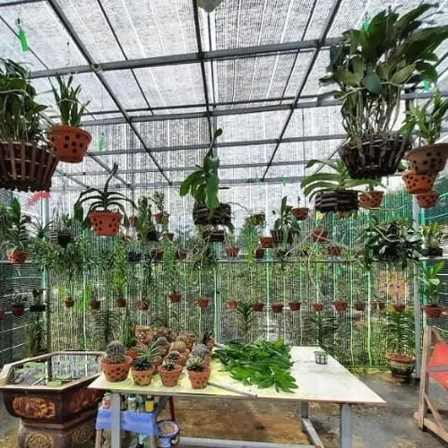 Bố trí không gian và giàn treo để trồng và chăm sóc hoa lan tại nhà