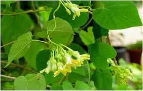 Bón phân bổ sung cho cây hoa thiên lý khi ra hoa