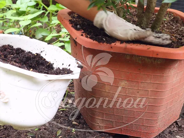 bon-phan-cay-mai-van-phuc