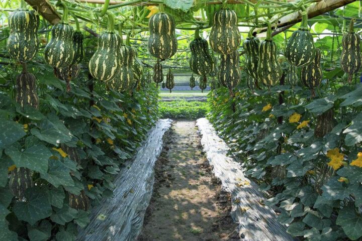 Cách Chăm Sóc Cây Bí Xanh Đạt Năng Suất Cao Nhất