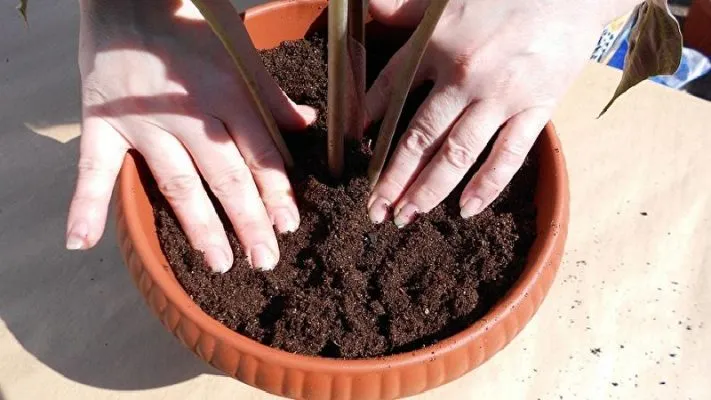 Bón phân cho cây khế trồng trong chậu