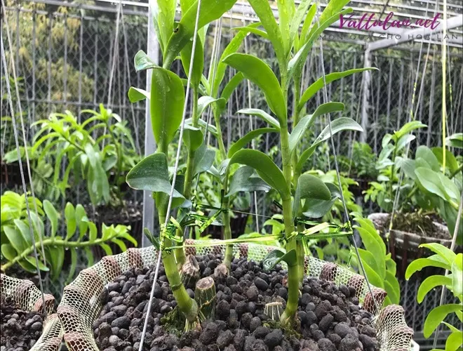 Bón phân cho lan hoàng lạp theo chu kỳ để đảm bảo cây ra hoa đúng vụ