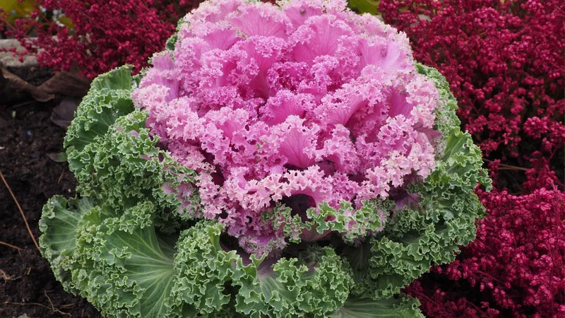 Bón phân hữu cơ cho cây bắp cải hoa hồng giúp tăng cường chất dinh dưỡng