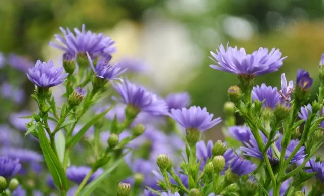 Bón phân hữu cơ cho cây cúc tím phục hồi