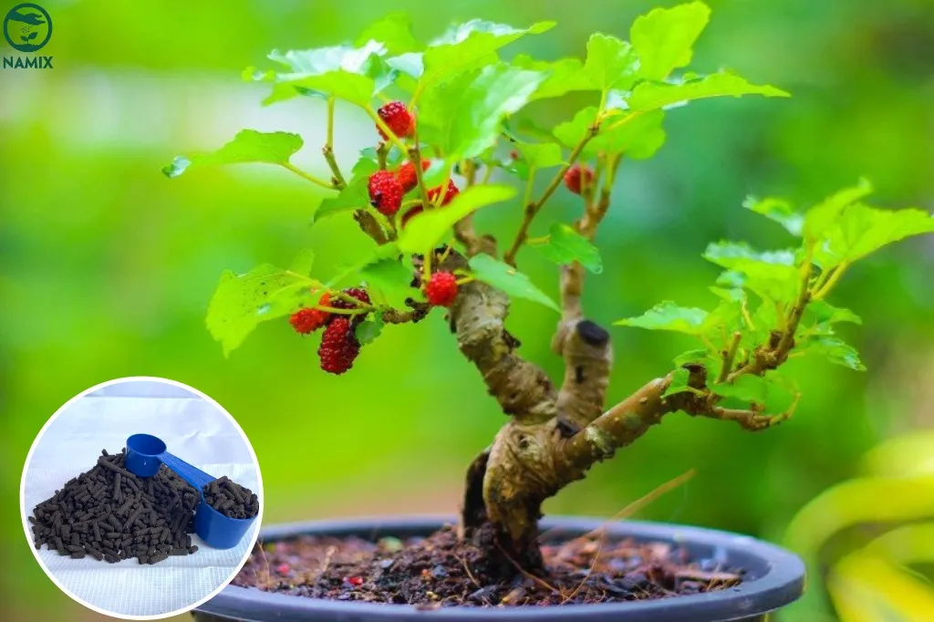 Bón phân hữu cơ cho cây dâu tằm