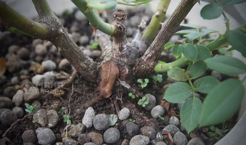 Bón phân hữu cơ đúng liều lượng giúp tăng cường dinh dưỡng cho hoa hồng.