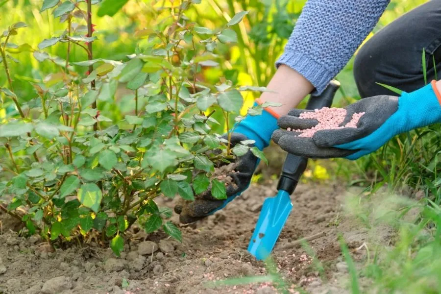 Bón phân hữu cơ thường xuyên để cây hoa hồng trà lai ra hoa quanh năm