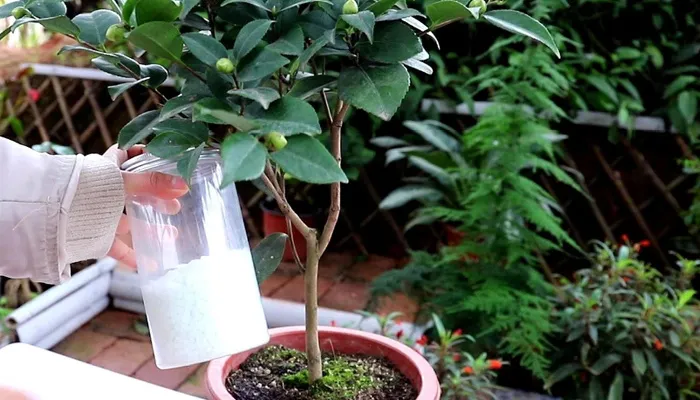 Bón phân là cần thiết để cây hoa trà phát triển khỏe mạnh