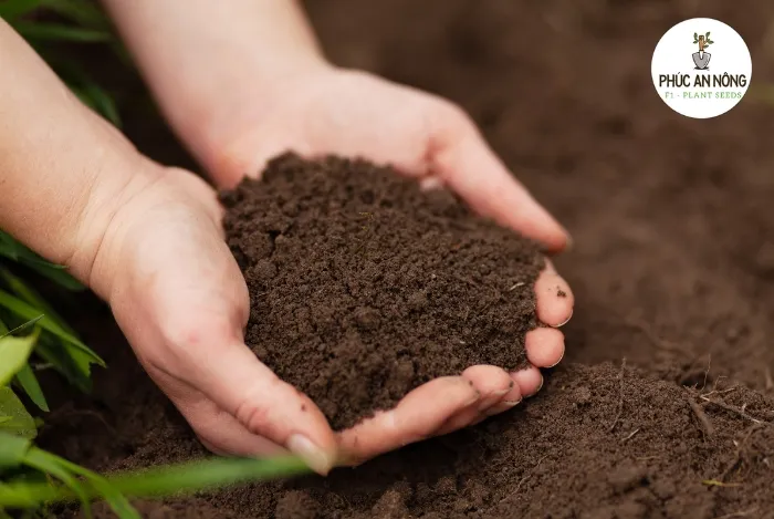 Bón phân NPK cân đối và đúng liều lượng là cách giúp hoa baby tăng trưởng khỏe mạnh, ra hoa đều và đẹp