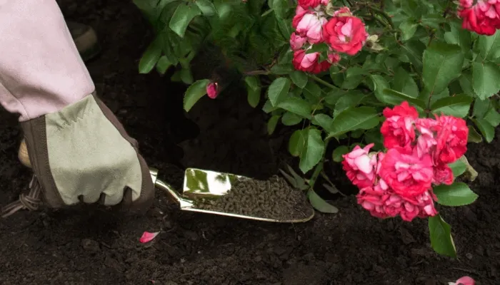 Bón phân NPK cân đối và phân hữu cơ định kỳ giúp kích thích cây hoa sứ ra hoa rộ và duy trì sức sống.