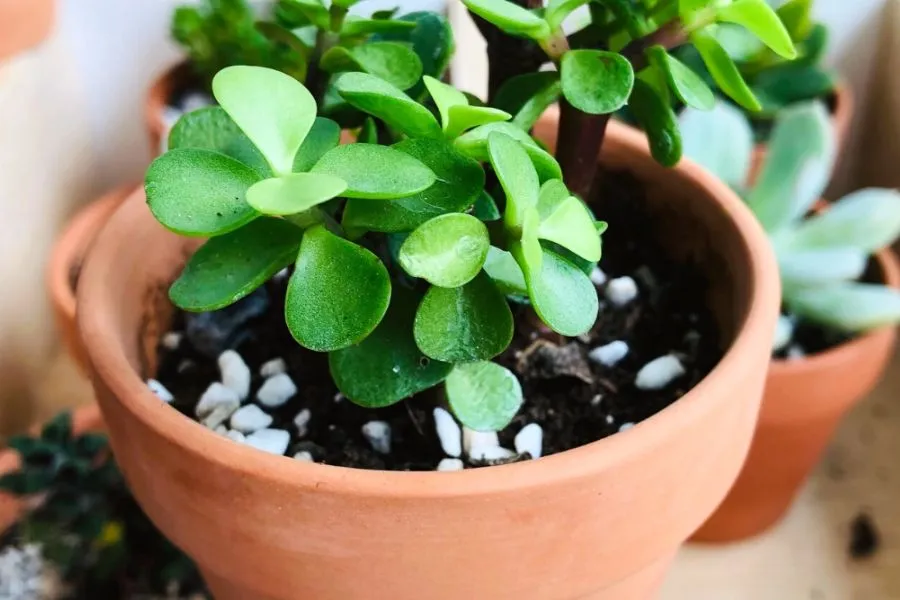 Bón phân tối thiểu, mỗi tháng một lần vào mùa xuân và mùa thu