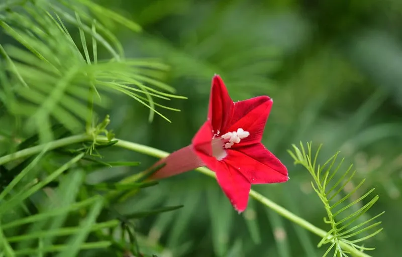 Bón phân trùn quế định kỳ là một cách trồng hoa tóc tiên leo ra hoa rực rỡ