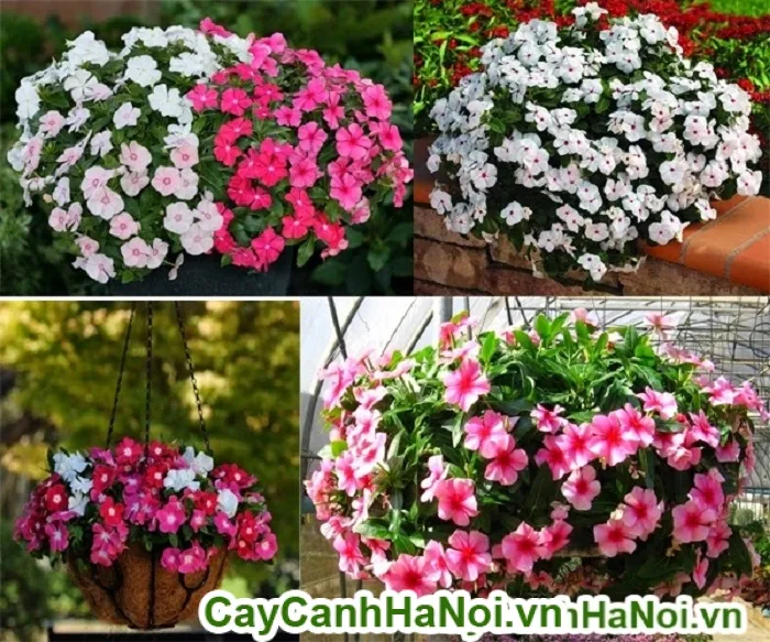 Bón phân và chăm sóc dinh dưỡng cho hoa dừa cạn, bí quyết cách trồng hoa ban công đẹp