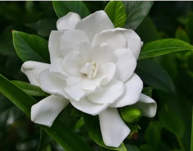 Bông Hoa Bạch Thiên Hương màu trắng nở bung với lá xanh nhẵn bóng, chi tiết chăm sóc hoa bạch thiên hương