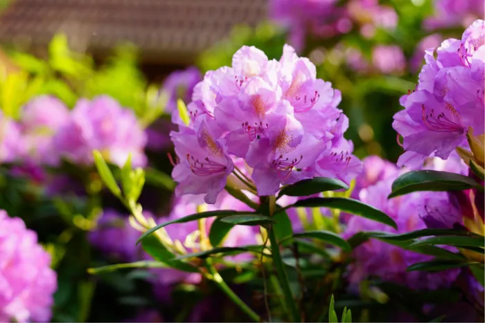 Bông hoa đỗ quyên màu hồng tươi tắn, bung nở khoe sắc trong chậu cảnh