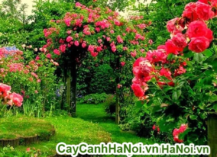 Bông hoa hồng leo cánh kép nở đẹp