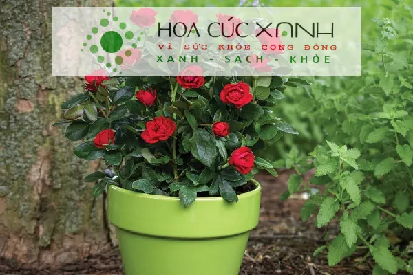 Bông hoa hồng nở rộ sắc màu tươi sáng dưới ánh nắng mặt trời