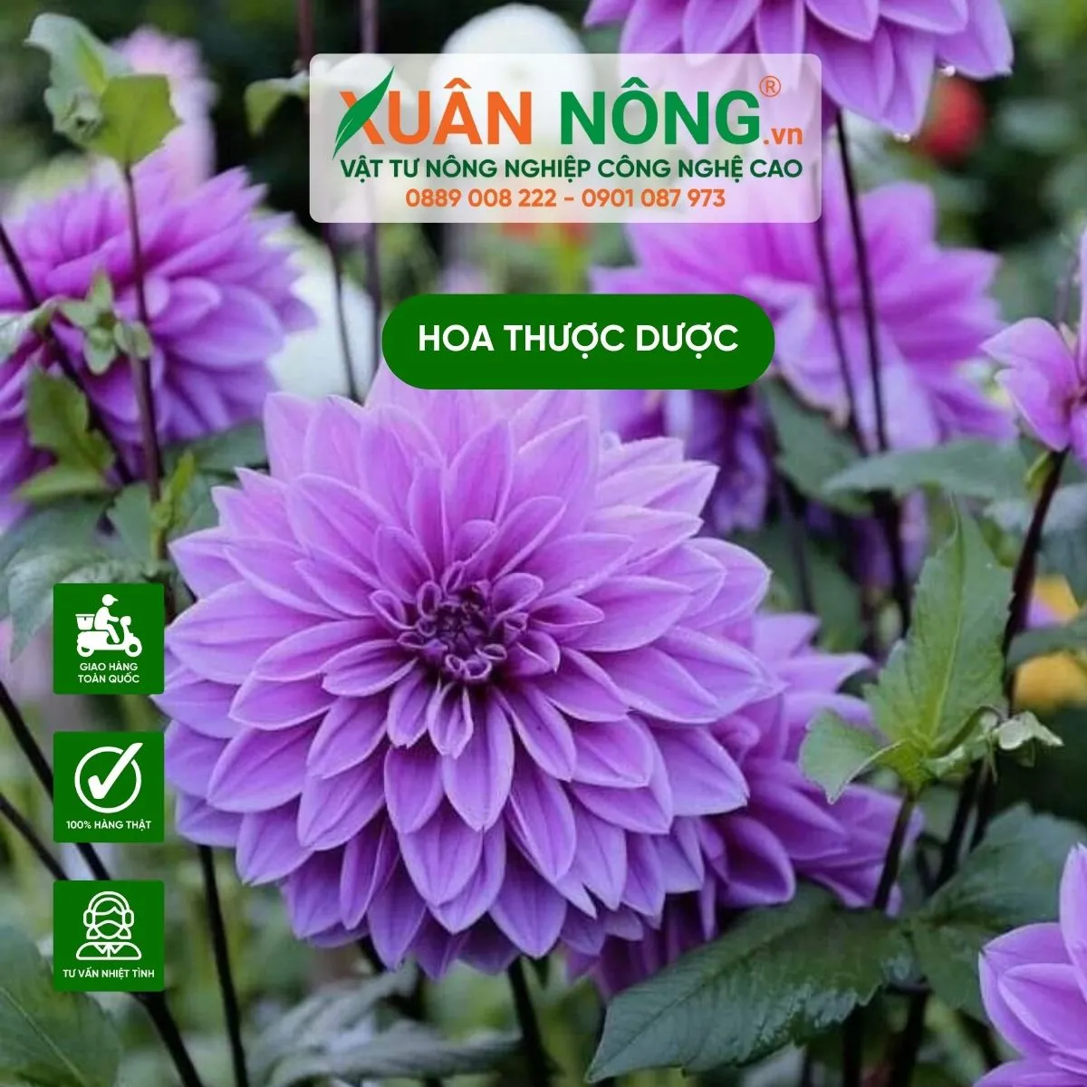 Bông hoa thược dược rực rỡ với nhiều lớp cánh xếp chồng lên nhau
