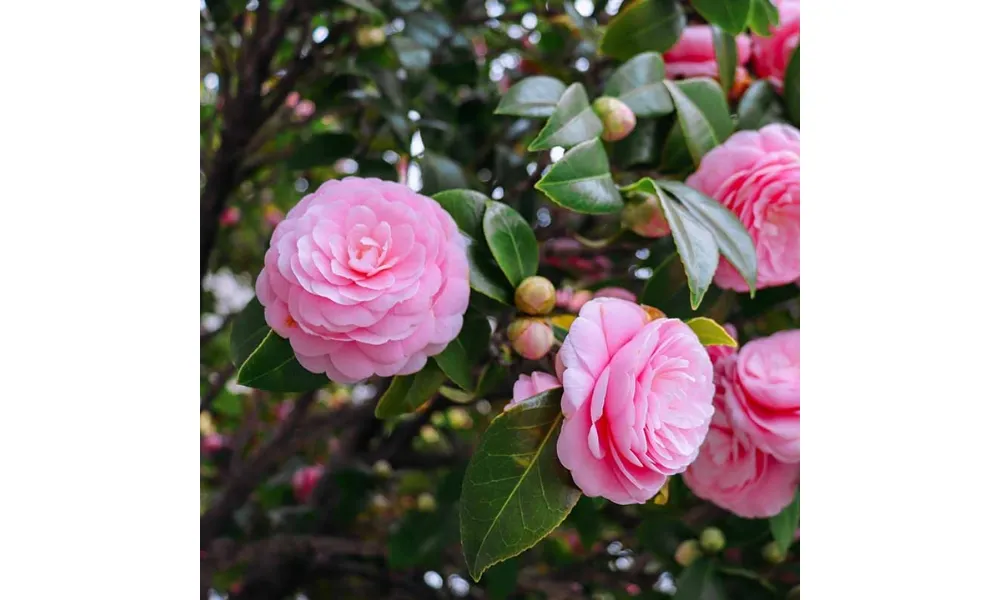 Bông hoa trà cung đình màu hồng phấn dịu nhẹ với các cánh hoa xếp chồng hoàn hảo, tạo dáng vẻ quý phái