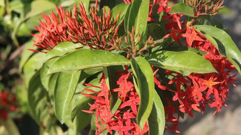 Bông trang lá nhỏ với hoa tím hiếm thấy, thích hợp làm cây cảnh mini