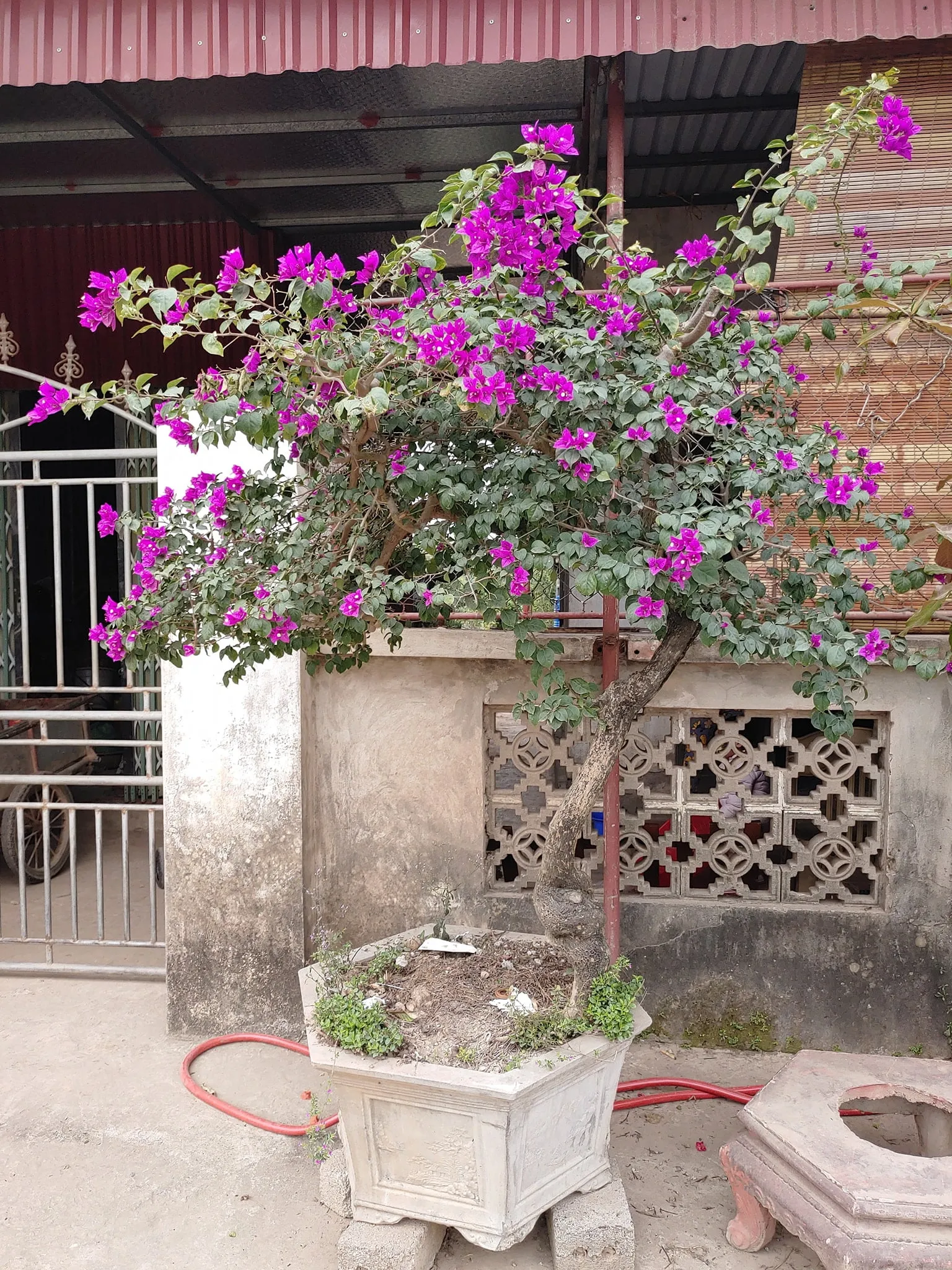 Bonsai hoa giấy được trồng trong chậu đất nung thoát nước tốt