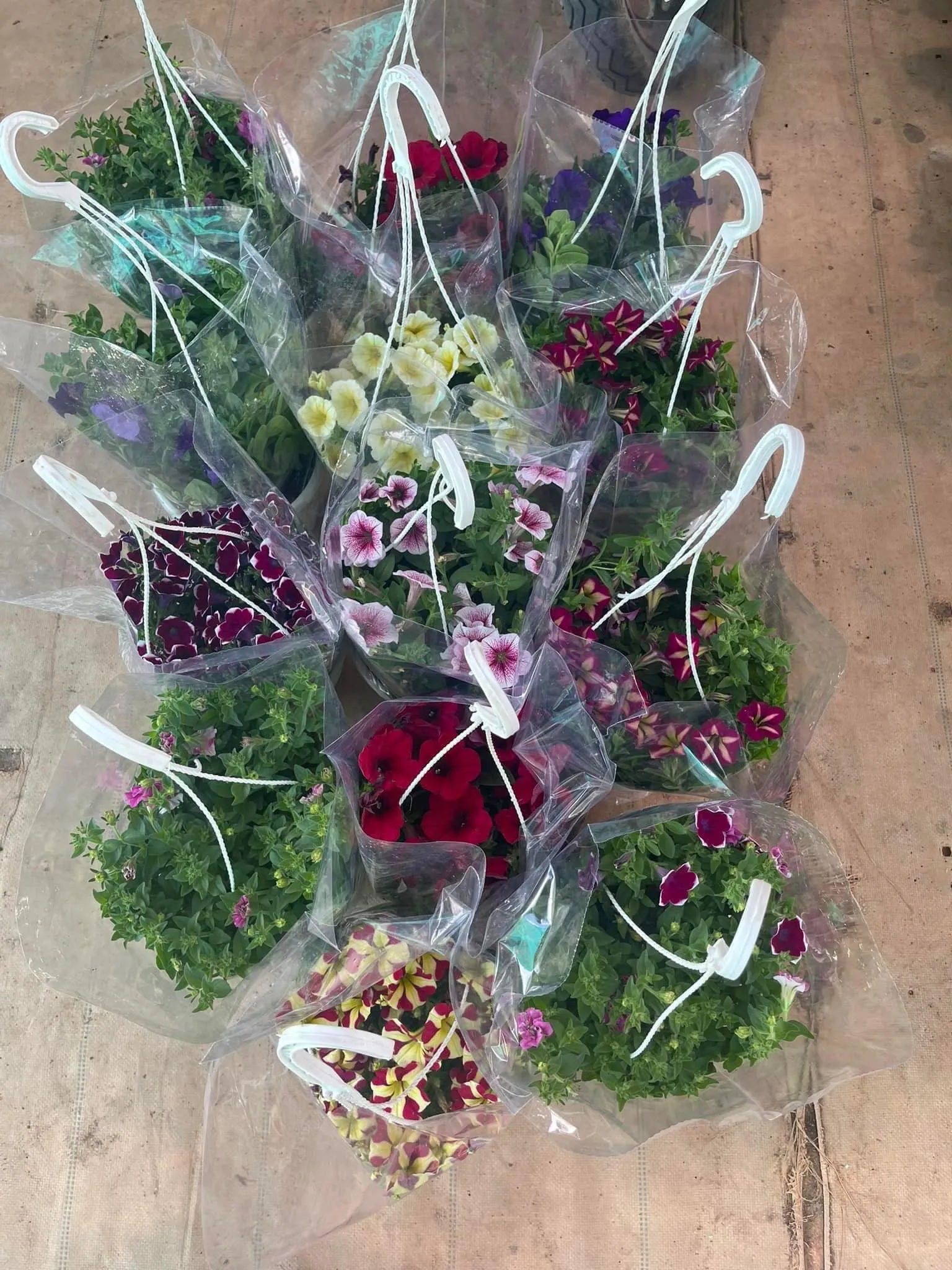 Bức ảnh tổng hợp vẻ đẹp của những bông dạ yến thảo đang khoe sắc