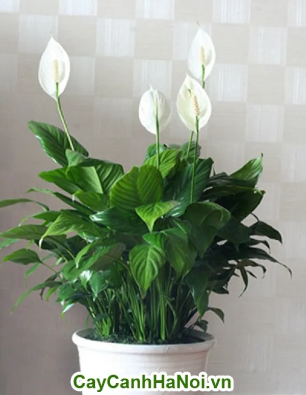 Bụi cây Lan Ý trồng trong bình thủy tinh theo phương pháp thủy canh