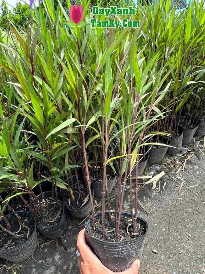 Bụi Chiều Tím màu tím đang nở rộ hoa rực rỡ, chi tiết hoa và lá tươi xanh