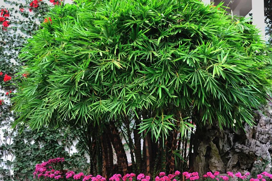 Bụi trúc mây trồng trước nhà.