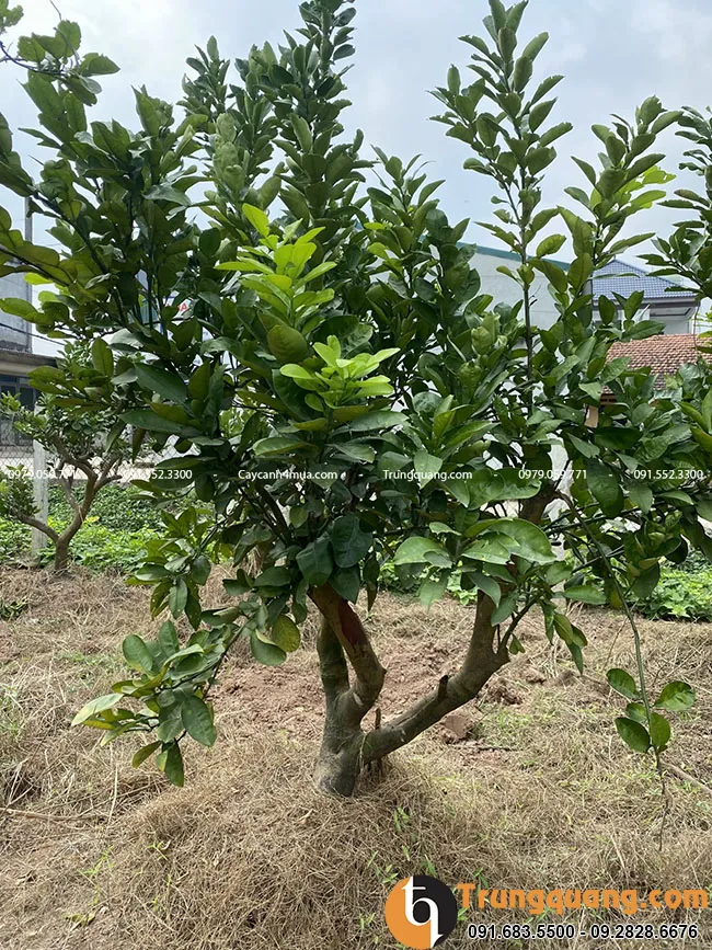 Bưởi diễn là một loại cây ăn quả vị ngọt thanh hấp dẫn