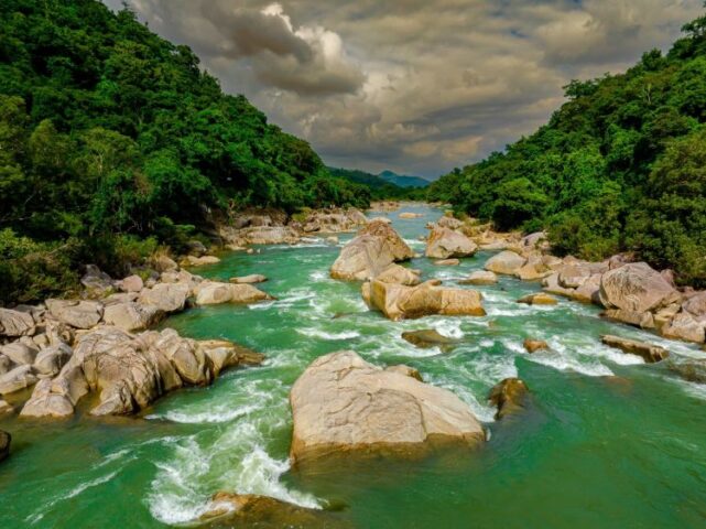 Đất Rừng Nên Trồng Cây Gì Để Đảm Bảo Thu Nhập Bền Vững Và Hiệu Quả Cao